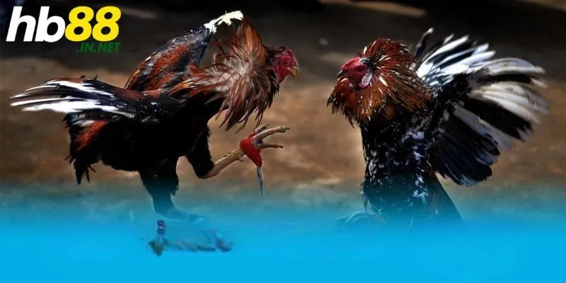 Tại sao nên chọn đá gà tại SV128?